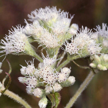 Eupatorium Perfoliatum Seeds - Herbal Plant