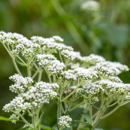 Eupatorium Perfoliatum Seeds - Herbal Plant