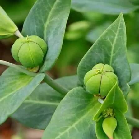Euphorbia Lathyris Seeds 