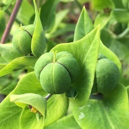 Euphorbia Lathyris Seeds 