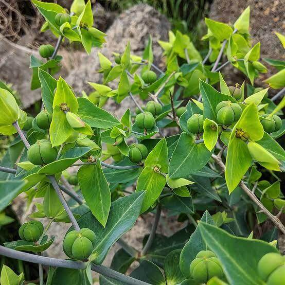 Euphorbia Lathyris Seeds 