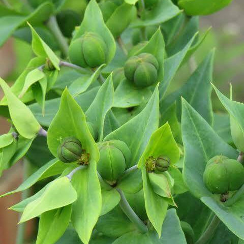 Euphorbia Lathyris Seeds 