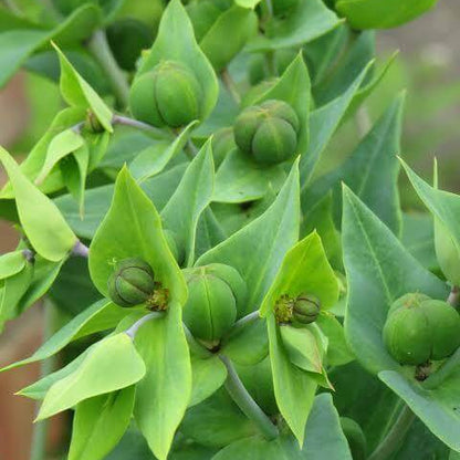 Euphorbia Lathyris Seeds 