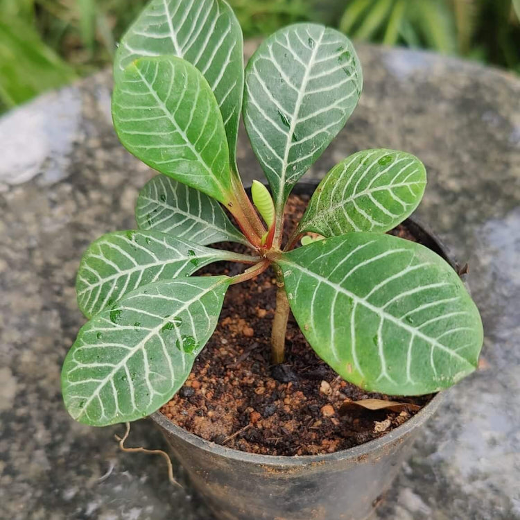 Euphorbia Leuconeura Madagascar Jewel Seeds - Tropical Plant Seeds for Home Gardens