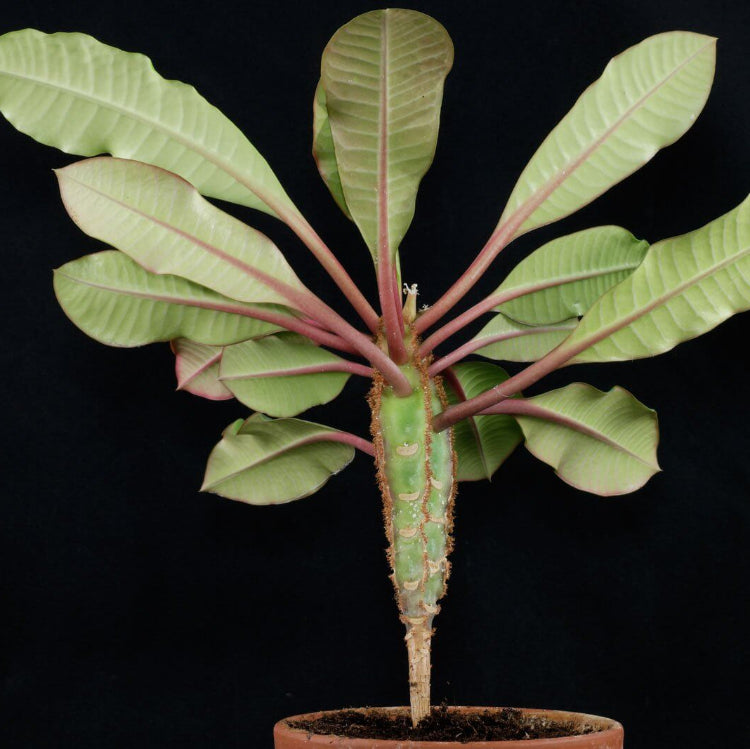 Euphorbia Leuconeura Madagascar Jewel Seeds - Tropical Plant Seeds for Home Gardens
