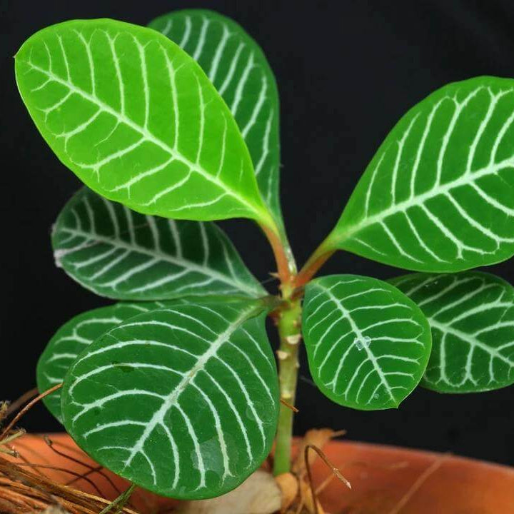 Euphorbia Leuconeura Madagascar Jewel Seeds - Tropical Plant Seeds for Home Gardens