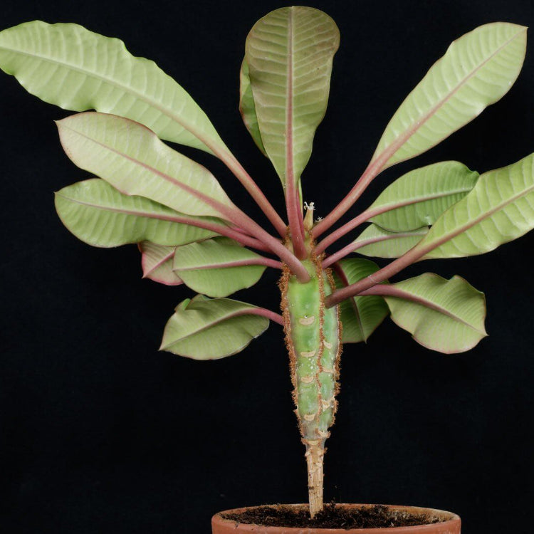 Euphorbia Leuconeura Seeds - Ornamental Plant Seeds for Home Gardens
