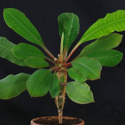 Euphorbia Leuconeura Seeds - Ornamental Plant Seeds for Home Gardens