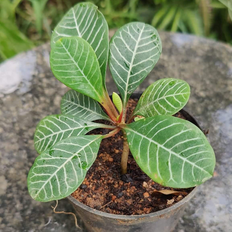Euphorbia Leuconeura Seeds - Ornamental Plant Seeds for Home Gardens