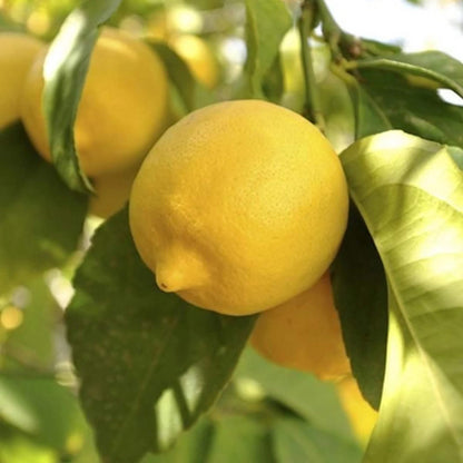 Eureka Lemon Seeds