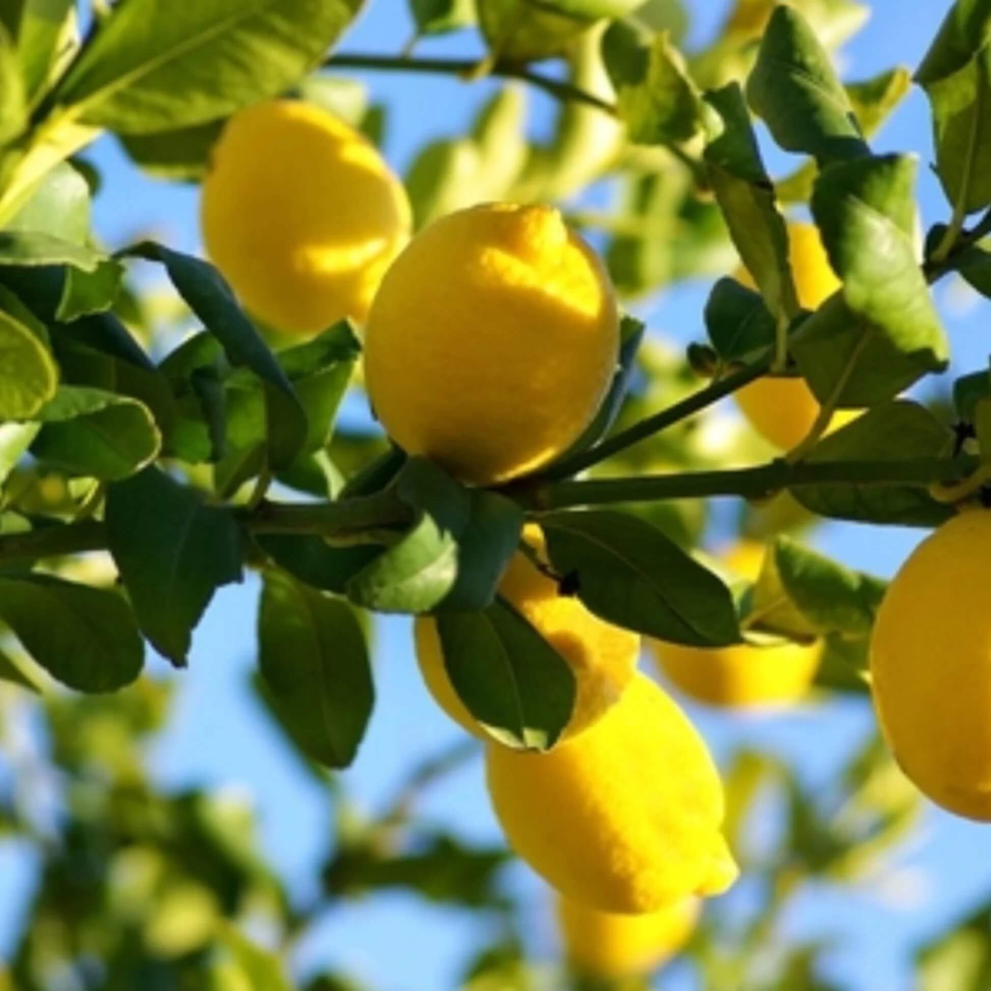 Eureka Lemon Seeds
