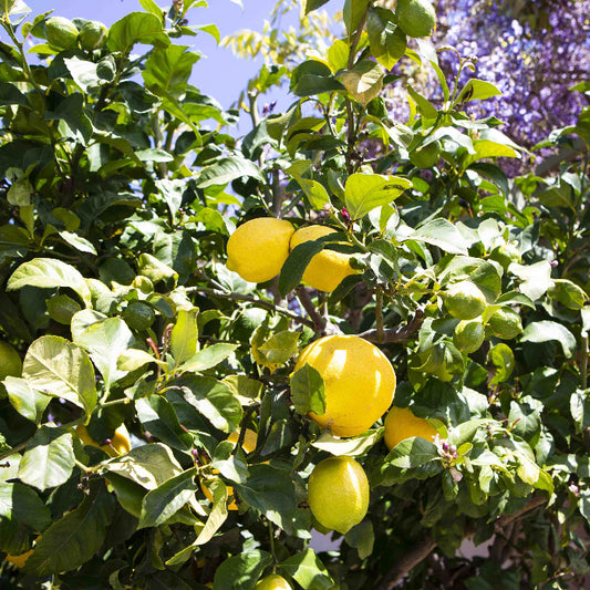 Eureka Lemon Seeds