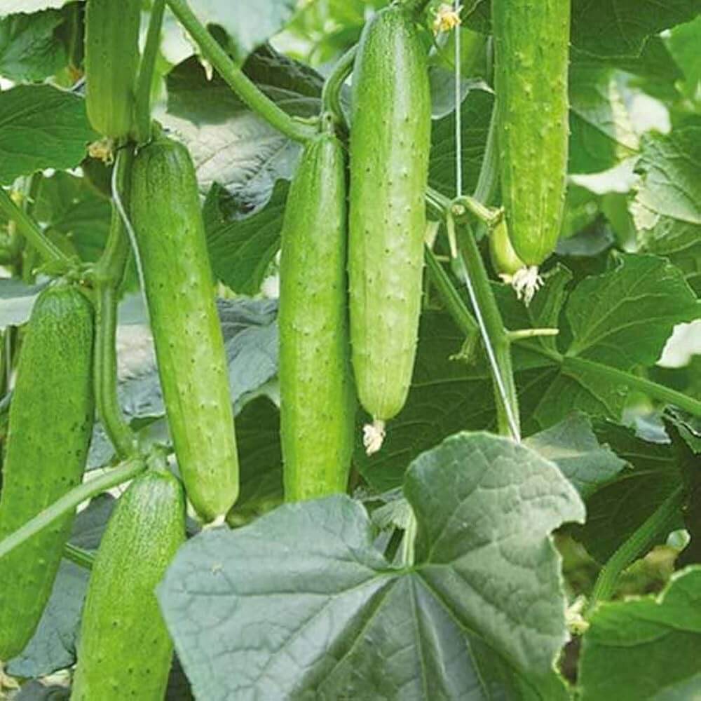 Eureka cucumber seeds - Vegetable Plant