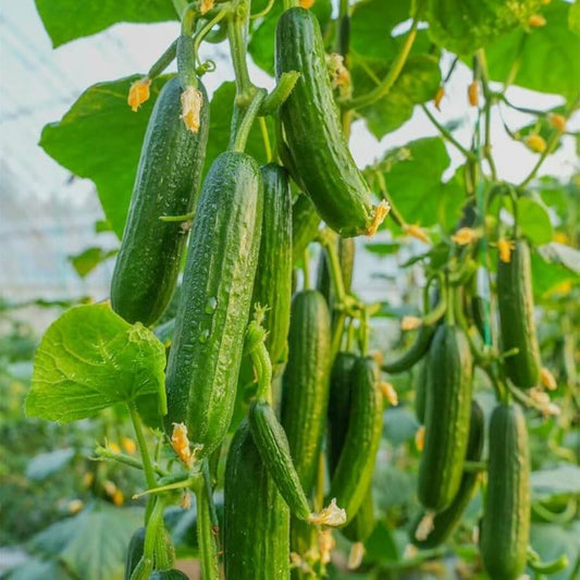 Eureka cucumber seeds - Vegetable Plant