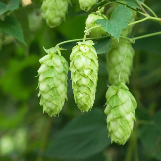 European Beer Hops Seeds 