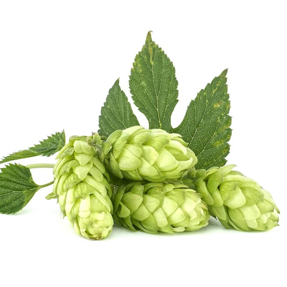 European Beer Hops Seeds 