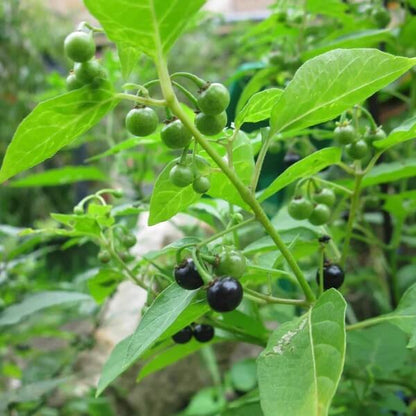 European Black Nightshade seeds 