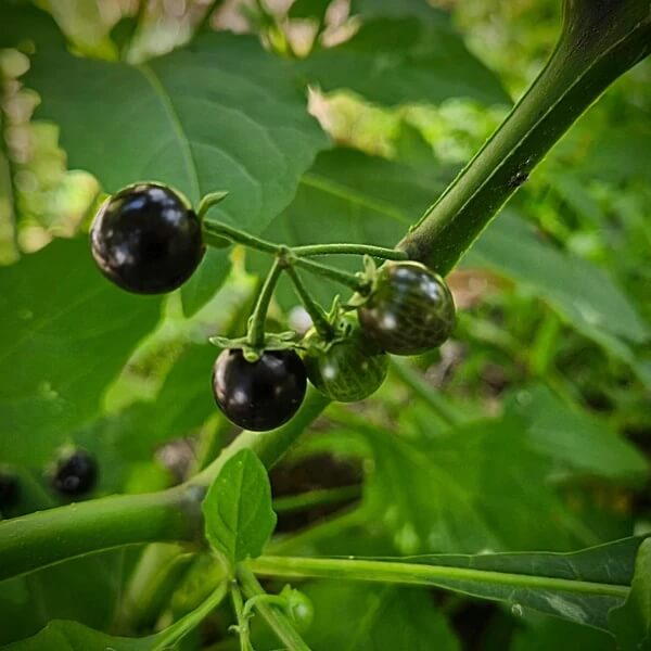 European Black Nightshade seeds 