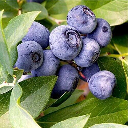 European Blueberry seeds