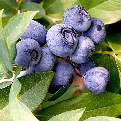European Blueberry seeds