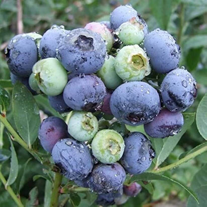 European Blueberry seeds