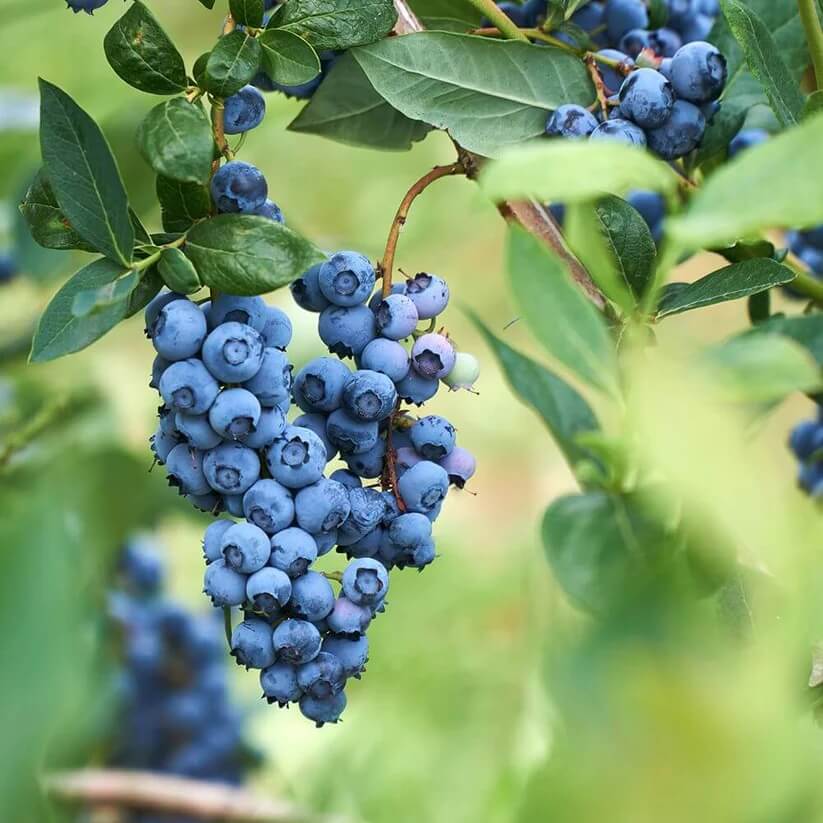 European Blueberry seeds
