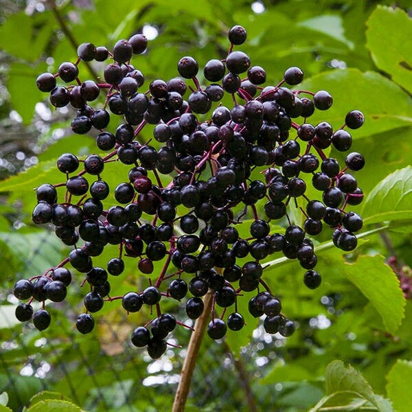 European Elderberry seeds