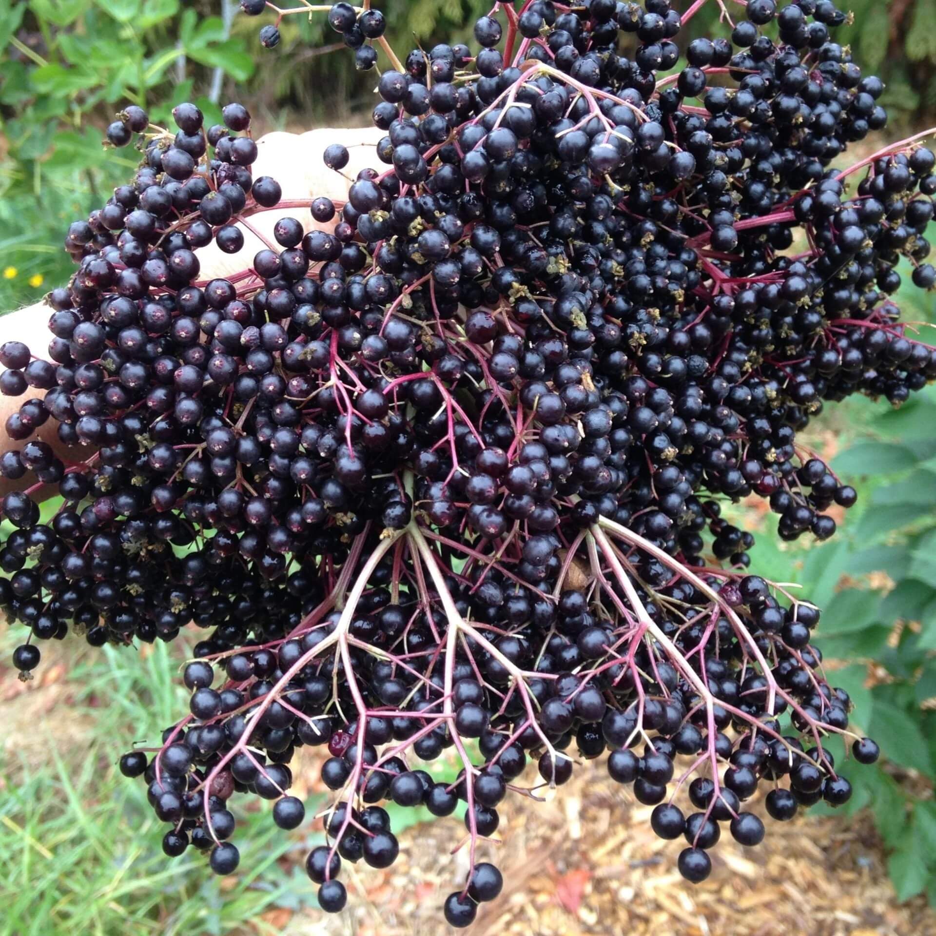 European Elderberry seeds