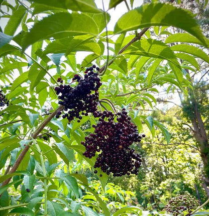 European Elderberry seeds
