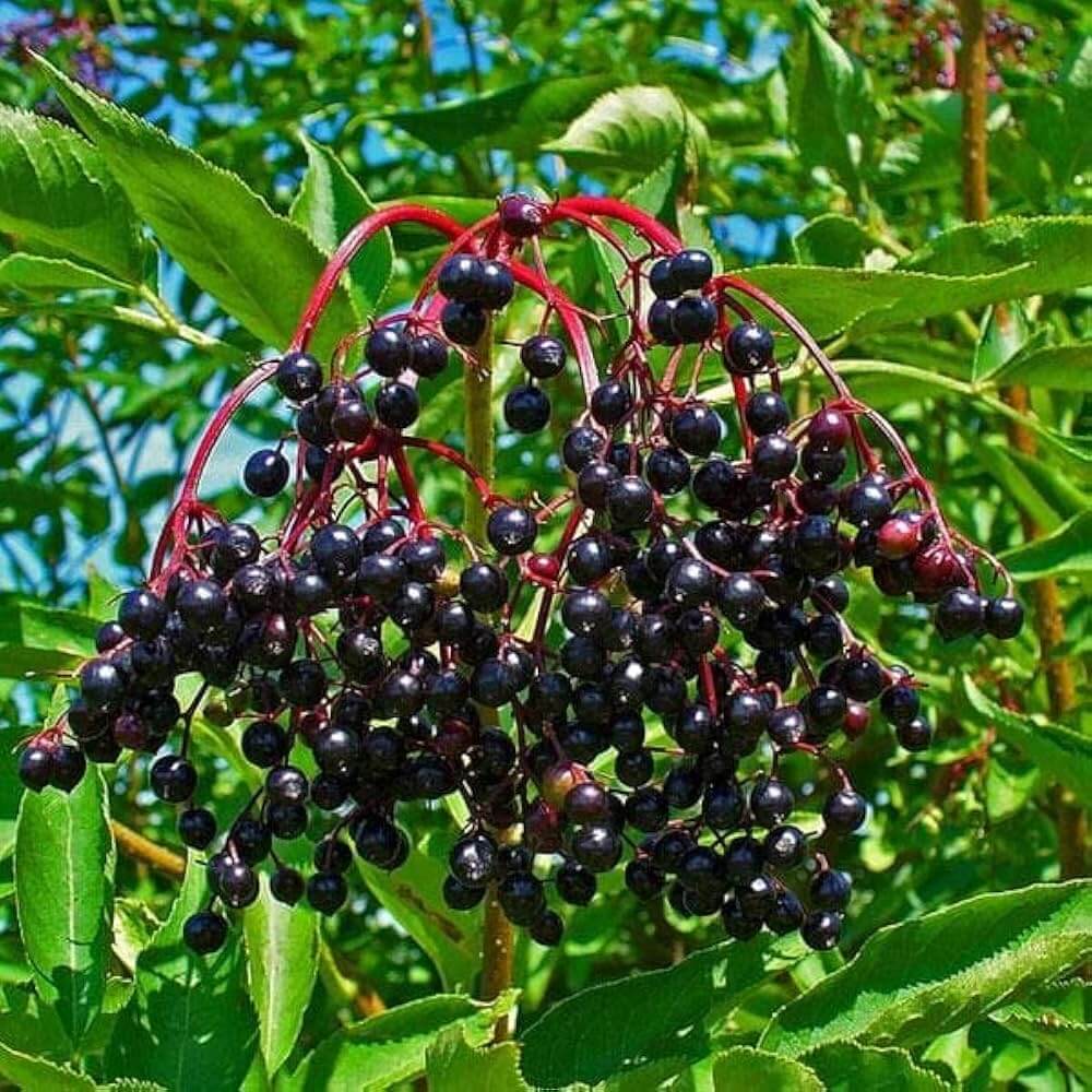 European Elderberry seeds