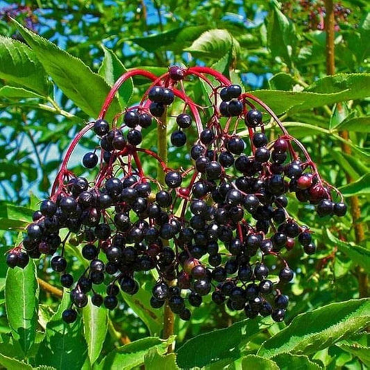 European Elderberry seeds