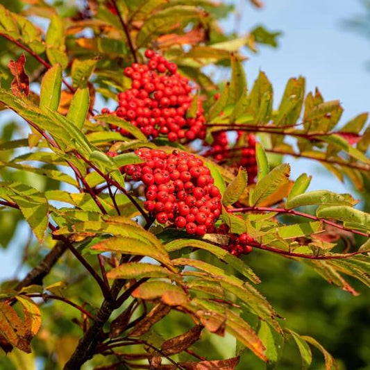 European Mountain Ash Seeds