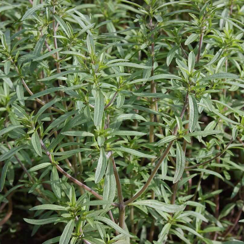 European Savory Seeds