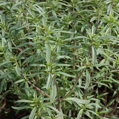 European Savory Seeds