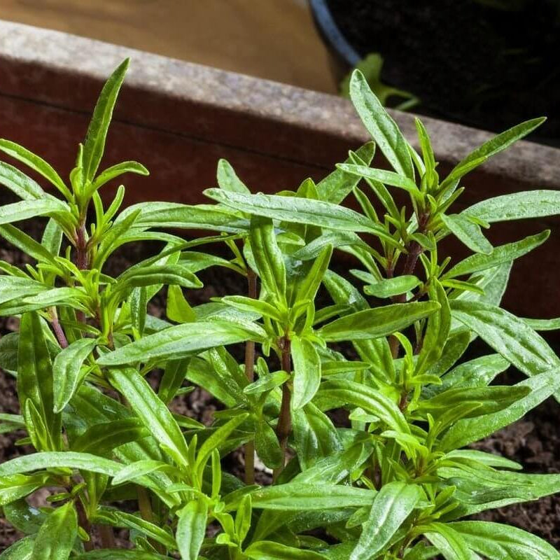 European Savory Seeds