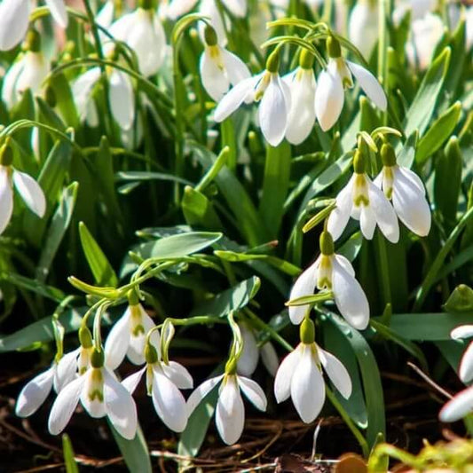 European Snowdrop Seeds