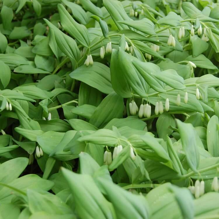 European Solomon’s Seal Seeds