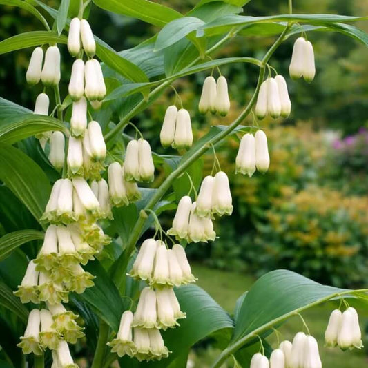 European Solomon’s Seal Seeds