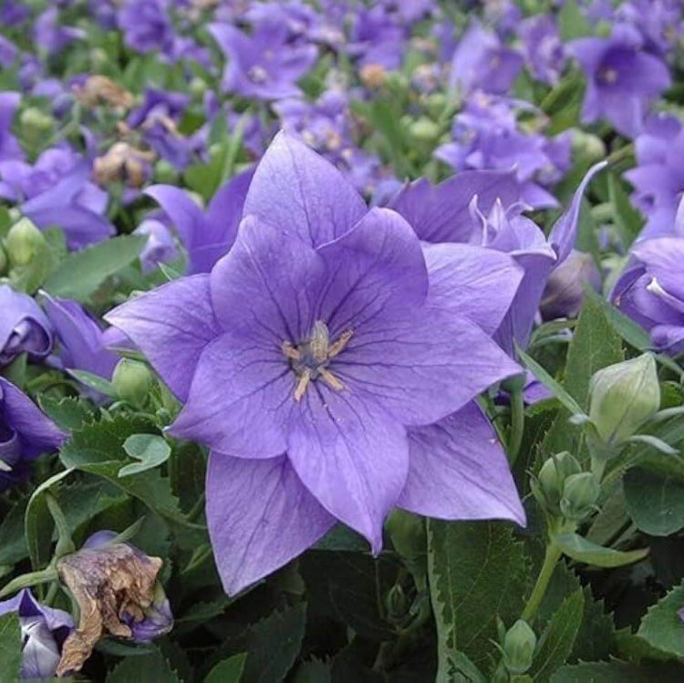 Eustoma Grandiflorum Seeds - Heirloom Flower Plant for Home Gardens