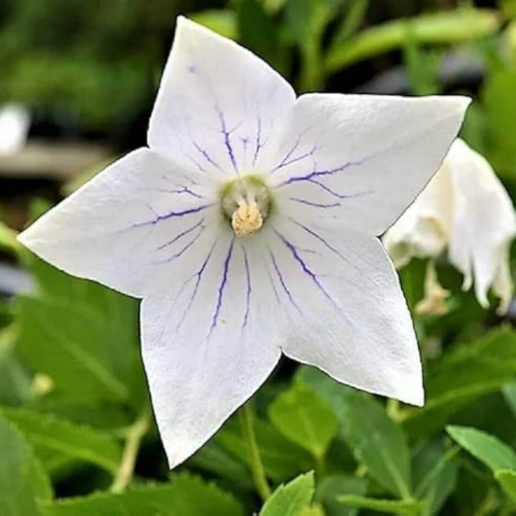Eustoma Grandiflorum Seeds - Heirloom Flower Plant for Home Gardens