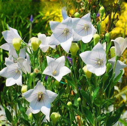 Eustoma Grandiflorum Seeds - Heirloom Flower Plant for Home Gardens