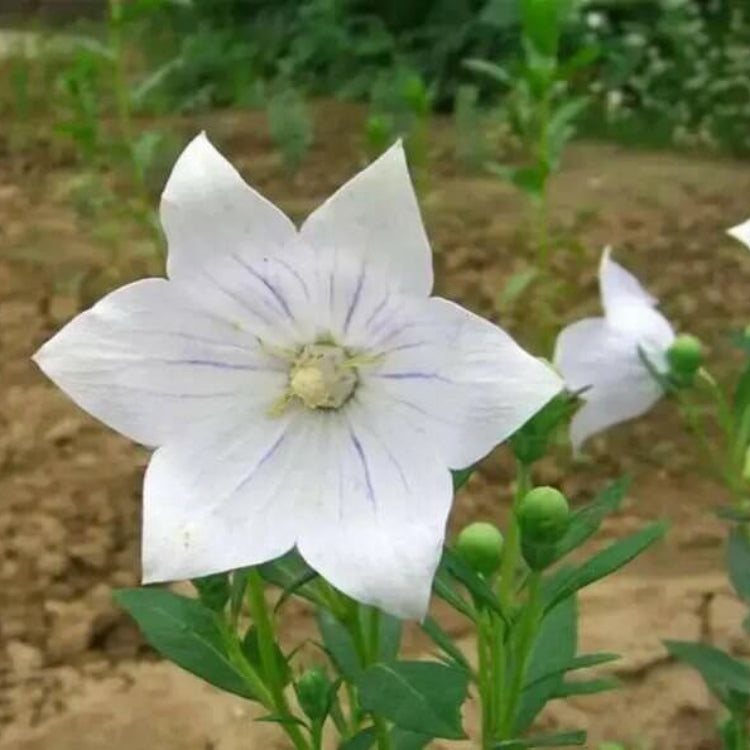 Eustoma Grandiflorum Seeds - Heirloom Flower Plant for Home Gardens