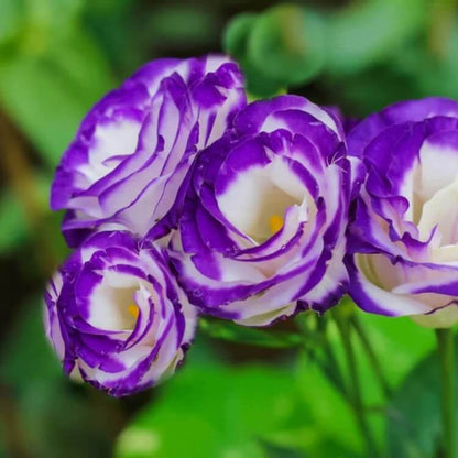 Eustoma Seeds