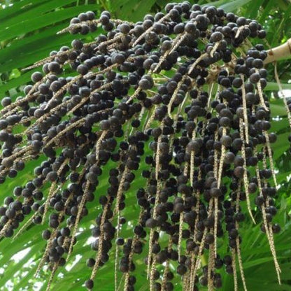 Euterpe oleracea Seeds 