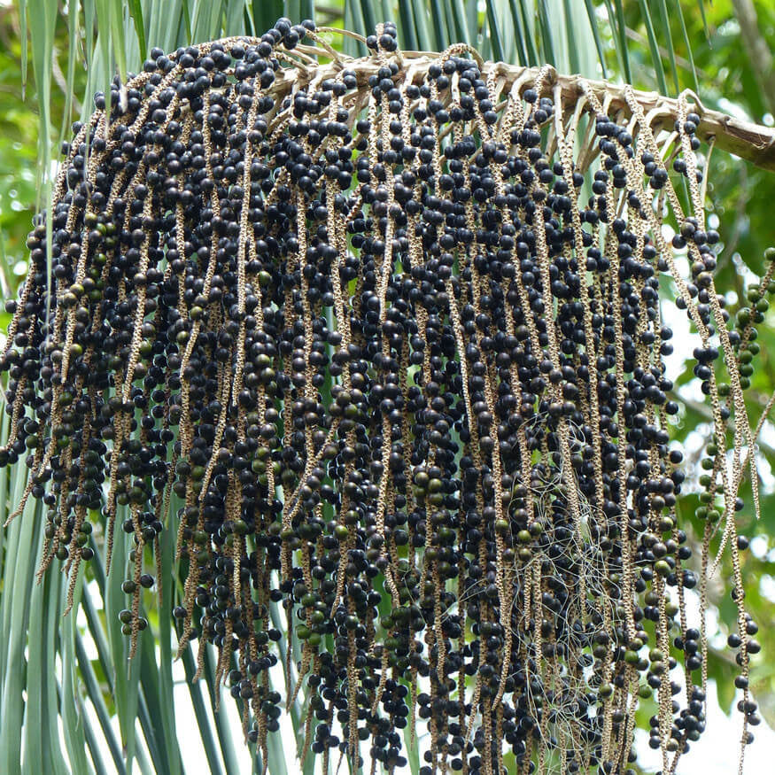 Euterpe oleracea Seeds 