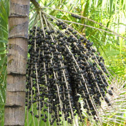 Euterpe oleracea Seeds 