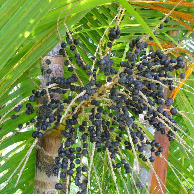 Euterpe precatoria Seeds