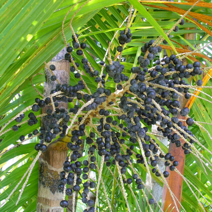 Euterpe precatoria Seeds