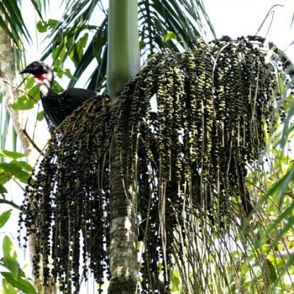 Euterpe precatoria Seeds