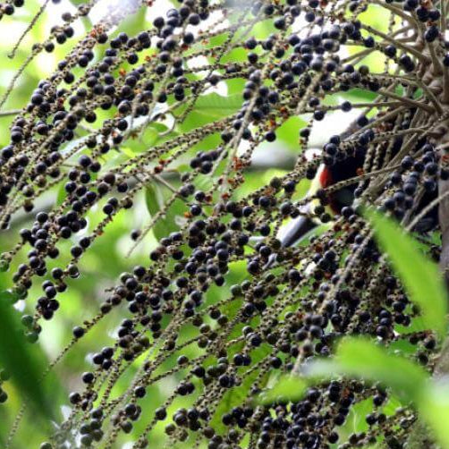 Euterpe precatoria Seeds